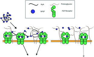 Graphical abstract: Multivalent conjugates of basic fibroblast growth factor enhance in vitro proliferation and migration of endothelial cells