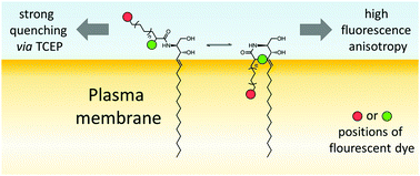 Graphical abstract: Incorporation studies of clickable ceramides in Jurkat cell plasma membranes