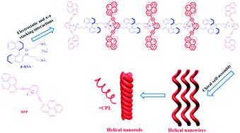 Graphical abstract: Strong circularly polarized luminescence induced from chiral supramolecular assembly of helical nanorods