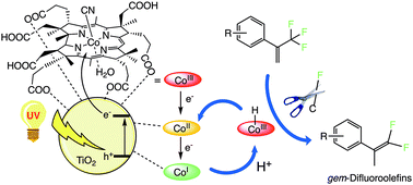 Graphical abstract: Photocatalytic alkene reduction by a B12–TiO2 hybrid catalyst coupled with C–F bond cleavage for gem-difluoroolefin synthesis