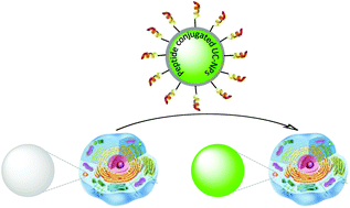 Graphical abstract: Imaging cellular trafficking processes in real time using lysosome targeted up-conversion nanoparticles