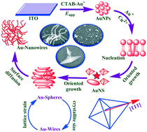 Graphical abstract: Simultaneous growth of spherical, bipyramidal and wire-like gold nanostructures in solid and solution phases: SERS and electrocatalytic applications