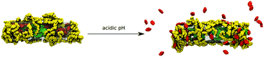 Graphical abstract: Pegylated and folic acid functionalized carbon nanotubes as pH controlled carriers of doxorubicin. Molecular dynamics analysis of the stability and drug release mechanism