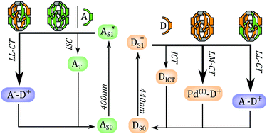 Graphical abstract: Ultrafast IR spectroscopy of photo-induced electron transfer in self-assembled donor–acceptor coordination cages