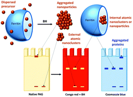 Graphical abstract: Visualization of stable ferritin complexes with palladium, rhodium and iridium nanoparticles detected by their catalytic activity in native polyacrylamide gels