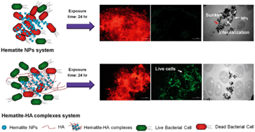 Graphical abstract: Metabolism, survival, and gene expression of Pseudomonas putida to hematite nanoparticles mediated by surface-bound humic acid