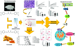 Graphical abstract: Tetrahydrocurcumin is more effective than curcumin in inducing the apoptosis of H22 cells via regulation of a mitochondrial apoptosis pathway in ascites tumor-bearing mice