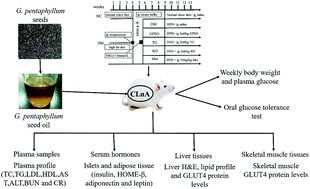 Graphical abstract: Conjugated fatty acid-rich oil from Gynostrmma pentaphyllum seed can ameliorate lipid and glucose metabolism in type 2 diabetes mellitus mice