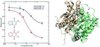 Graphical abstract: Dichloro-naphthoquinone as a non-classical inhibitor of the mycobacterial carbonic anhydrase Rv3588c