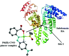 Graphical abstract: A novel Pd(ii) CNO pincer complex of MR (methyl red): synthesis, crystal structure, interaction with human serum albumin (HSA) in vitro and molecular docking