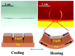 Graphical abstract: A flexible metallic actuator using reduced graphene oxide as a multifunctional component