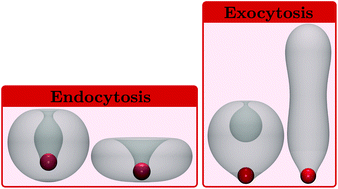 Graphical abstract: Nanoparticle wrapping at small non-spherical vesicles: curvatures at play