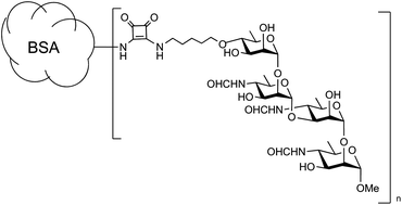 Graphical abstract: Synthetic glycoconjugates characterize the fine specificity of Brucella A and M monoclonal antibodies