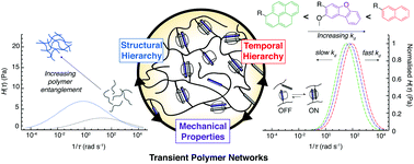 Graphical abstract: Distinguishing relaxation dynamics in transiently crosslinked polymeric networks