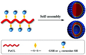 Graphical abstract: Poly(ε-caprolactone) with pendant natural peptides: an old polymeric biomaterial with new properties