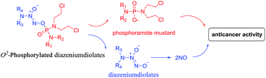 Graphical abstract: Discovery of phosphorodiamidate mustard-based O2-phosphorylated diazeniumdiolates with potent anticancer activity