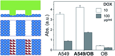 Generation of a co-culture cell micropattern model to simulate lung ...