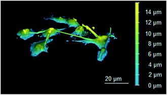 Graphical abstract: Artificial tubular connections between cells based on synthetic lipid nanotubes