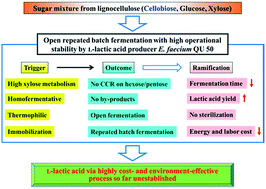 Graphical abstract: Thermophilic Enterococcus faecium QU 50 enabled open repeated batch fermentation for l-lactic acid production from mixed sugars without carbon catabolite repression