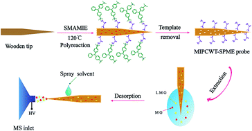 Graphical abstract: Rapid and sensitive detection of trace malachite green and its metabolite in aquatic products using molecularly imprinted polymer-coated wooden-tip electrospray ionization mass spectrometry