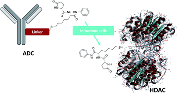 Graphical abstract: Antibody drug conjugates (ADCs) charged with HDAC inhibitor for targeted epigenetic modulation