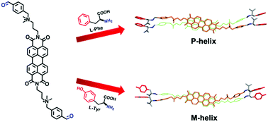 Graphical abstract: Reversible helical chirality of perylene bisimide aggregates: amino acid-directed chiral transfer and chiral inversion