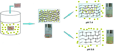 Graphical abstract: Lysine-derived, pH-sensitive and biodegradable poly(beta-aminoester urethane) networks and their local drug delivery behaviour