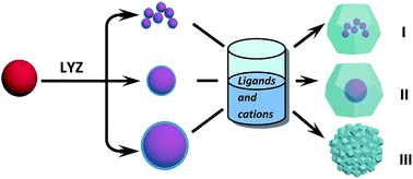 Graphical abstract: Lysozyme-mediated fabrication of well-defined core–shell nanoparticle@metal–organic framework nanocomposites