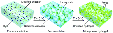 Graphical abstract: Facile formation of a microporous chitosan hydrogel based on self-crosslinking