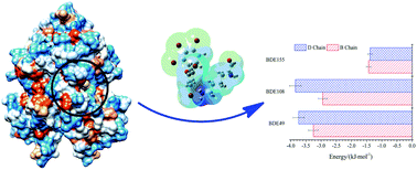 Graphical abstract: The mechanism and conformational changes of polybrominated diphenyl ethers to TTR by fluorescence spectroscopy, molecular simulation, and quantum chemistry