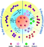 Graphical abstract: Cationic polymer-based plasmonic sensor array that discriminates proteins