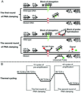 Graphical abstract: Ultrasensitive and quantitative detection of EGFR mutations in plasma samples from patients with non-small-cell lung cancer using a dual PNA clamping-mediated LNA-PNA PCR clamp