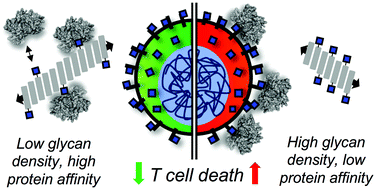 Graphical abstract: Tuning carbohydrate density enhances protein binding and inhibition by glycosylated β-sheet peptide nanofibers