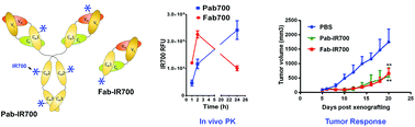 P-glycoprotein targeted photodynamic therapy of chemoresistant tumors ...