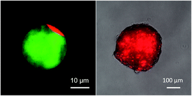 Graphical abstract: Development of a microdevice-based human mesenchymal stem cell-mediated drug delivery system