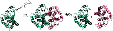 Graphical abstract: Genetic encoding of 2-aryl-5-carboxytetrazole-based protein photo-cross-linkers