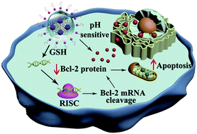 Graphical abstract: A novel design of a polynuclear co-delivery system for safe and efficient cancer therapy