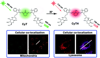 Graphical abstract: A tumor-targeting probe based on a mitophagy process for live imaging