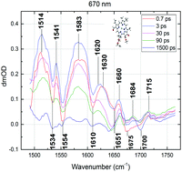 Graphical abstract: Femtosecond infrared spectroscopy of chlorophyll f-containing photosystem I