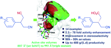 Graphical abstract: Improving the catalytic efficiency and stereoselectivity of a nitrilase from Synechocystis sp. PCC6803 by semi-rational engineering en route to chiral γ-amino acids