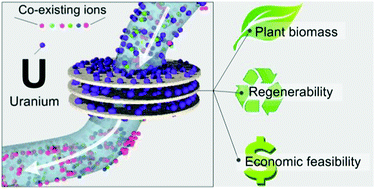 Graphical abstract: Engineering robust metal–phenolic network membranes for uranium extraction from seawater