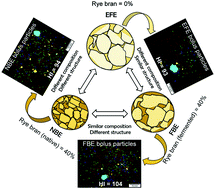 Graphical abstract: The effect of structure and texture on the breakdown pattern during mastication and impacts on in vitro starch digestibility of high fibre rye extrudates