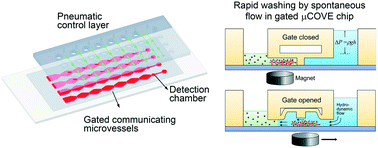 Graphical abstract: Microfluidic communicating vessel chip for expedited and automated immunomagnetic assays