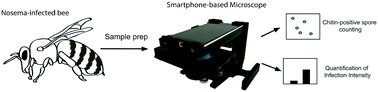 Graphical abstract: Rapid imaging, detection, and quantification of Nosema ceranae spores in honey bees using mobile phone-based fluorescence microscopy