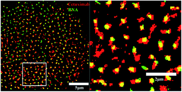 Graphical abstract: Using an RNA aptamer probe for super-resolution imaging of native EGFR