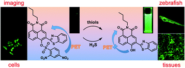 A PET-based turn-on fluorescent probe for sensitive detection of thiols ...