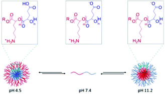 Graphical abstract: Exploiting poly(α-hydroxy acids) for the acid-mediated release of doxorubicin and reversible inside–out nanoparticle self-assembly