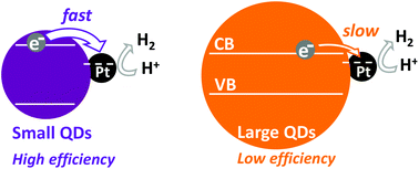 Graphical abstract: Size-controlled electron transfer rates determine hydrogen generation efficiency in colloidal Pt-decorated CdS quantum dots