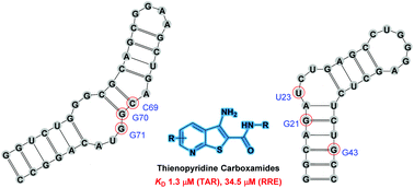 Identification of thienopyridine carboxamides as selective binders of ...