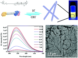 Graphical abstract: Supramolecular self-assembly of fluorescent peptide amphiphiles for accurate and reversible pH measurement